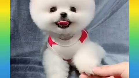 Funny Little doggy