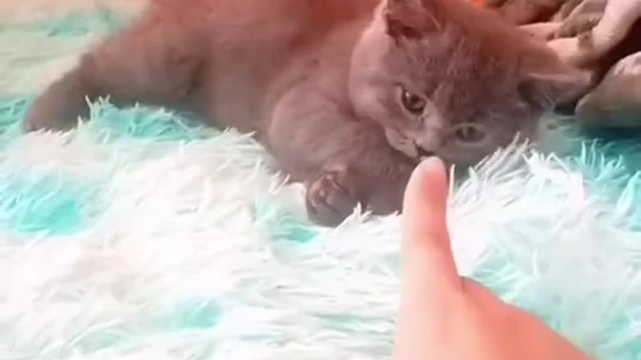 How cute are cats! They just have a bit of a rebellious streak.