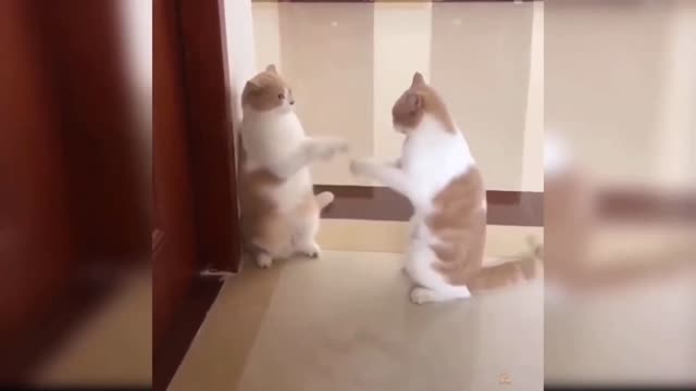 Awesome so cute cat | cat funny video to keep smiling