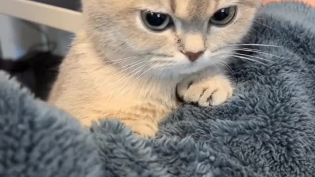 so cute that I want to eat it