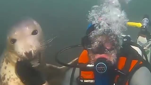 Seals are basically labradors of the sea! 😍 #EarthCapture with Ben Burville