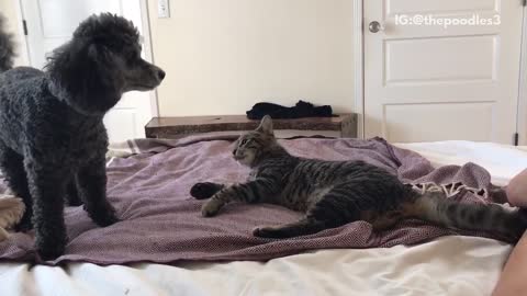 Dog and cat battle on bed