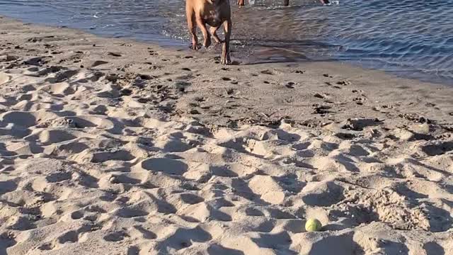 Rhodesian Ridgeback - Playing in the Asbury Park Dog Beach Surf