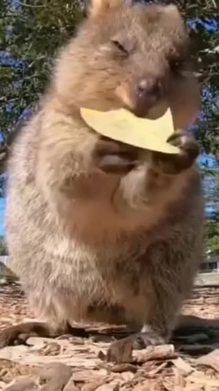 Best funny animal video