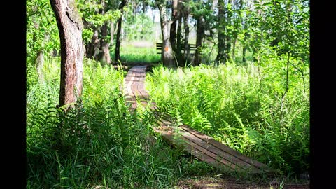 Hiking Little Orange Creek Preserve: Hawthorne, Florida