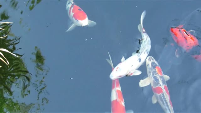 Koi Fish Carp Ornamental Fish Bathing