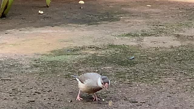 #Back Yard Birds Hawai’i Java baby again