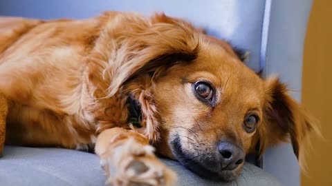 Cute brown fur furry pet dog