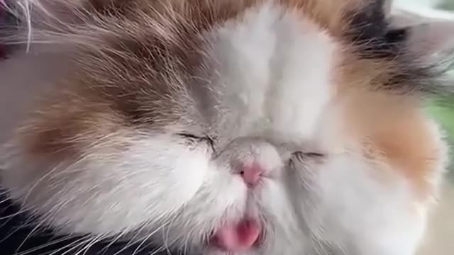 The most beautiful cats😍