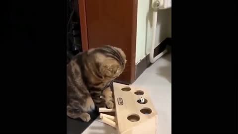 Cat be like "What the?!"