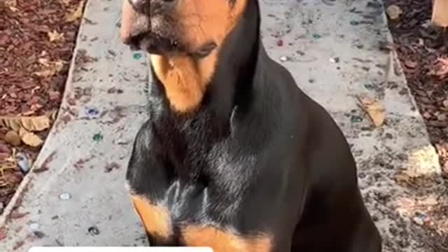 I Love Pets - Funny Pets Video Clips #Funny Pets