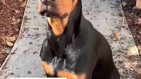 I Love Pets - Funny Pets Video Clips #Funny Pets