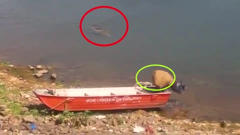 The Crocodile attack a dog at the Chambal river
