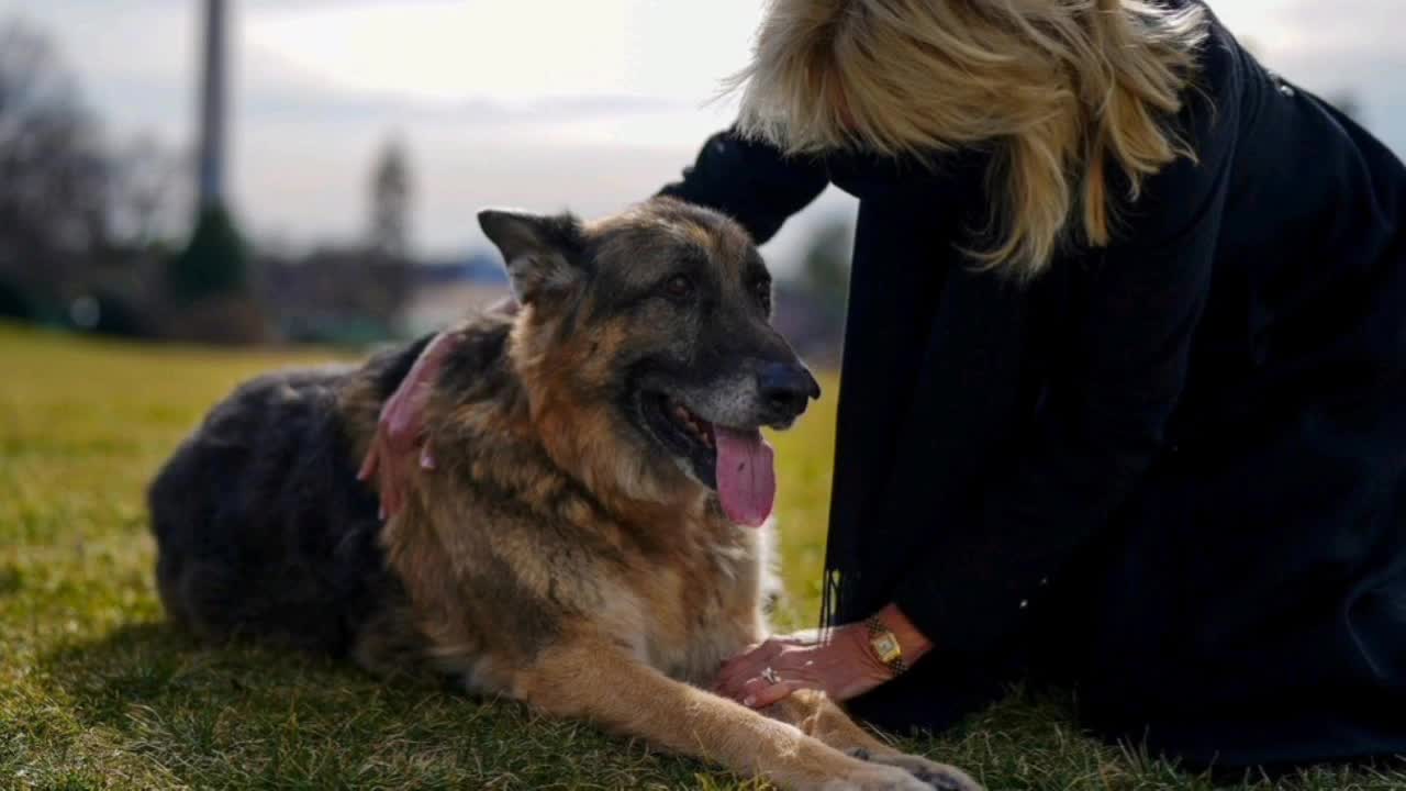 Joe Biden's dog Champ is dead #Biden