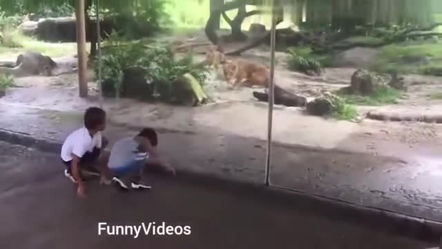 See Entertaining Animals versus Funny Girl and who failed!!