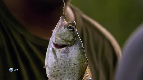 Caught Piranha on the hook