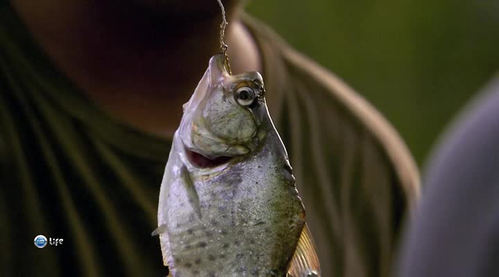 Caught Piranha on the hook