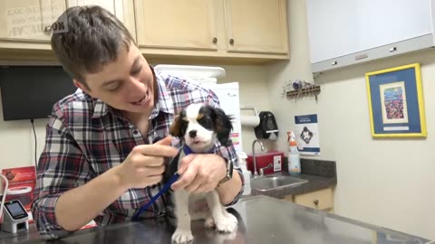 How to Train your Puppy to Love the Vet!