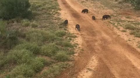 2 Headshots with a bow? 2 pigs down