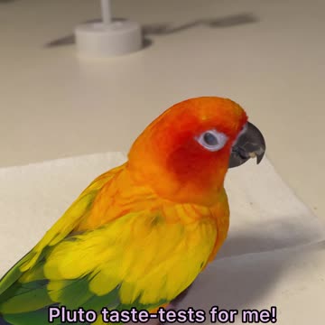 Here's how to get your bird to eat pellets!