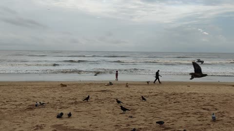 Pigeons Loving The Beach Vibe While The Dog Having Breakfast