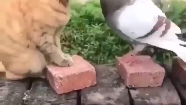 Cat fighting with bird