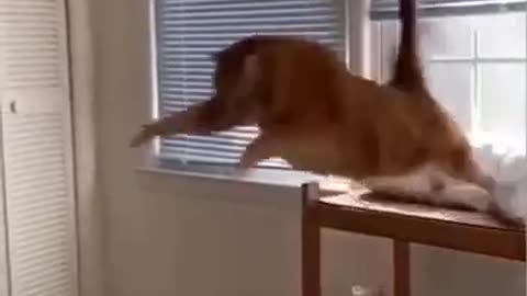 Comedy funny animal
