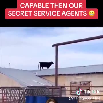 Suggestion to Secret Cervix_ hire cows!