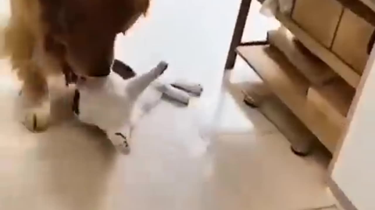 Unbelievable Video of Cat and Dog Friendship - You Won't Believe What Happens Next!