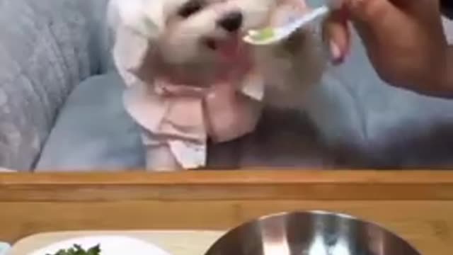 Cute puppies eating in the room. So Beautiful video.