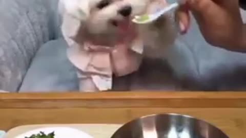 Cute puppies eating in the room. So Beautiful video.