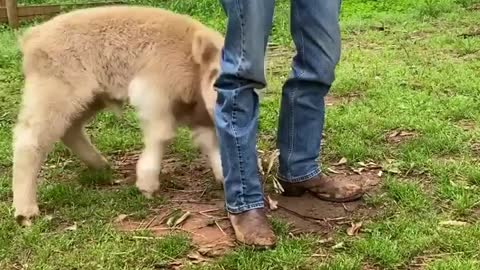 Playful Calf Gives Owner's Legs A Bonk