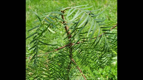 Yakkity Yak the Plants Talk Back Usha Dawn Redwood June 2020