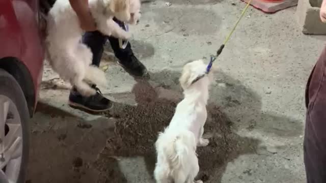 fight between two dogs