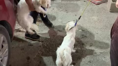 fight between two dogs