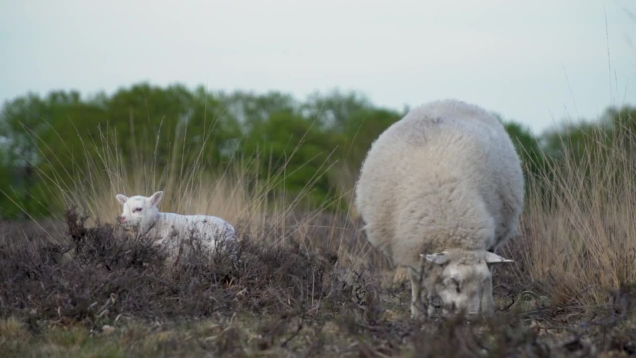 Sheep graze in the meadow