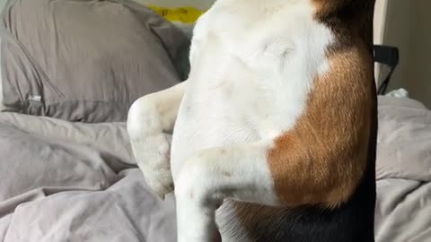 Funny Animals Beagle Part 4