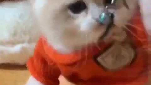 Cat video