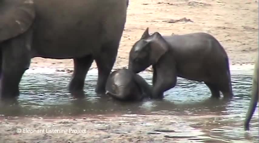 Baby elephant playing : cute and funny