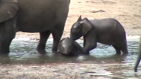 Baby elephant playing : cute and funny