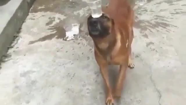 Try Not To Laugh Watching Funny Animals Compilation | Funniest Animals 2021