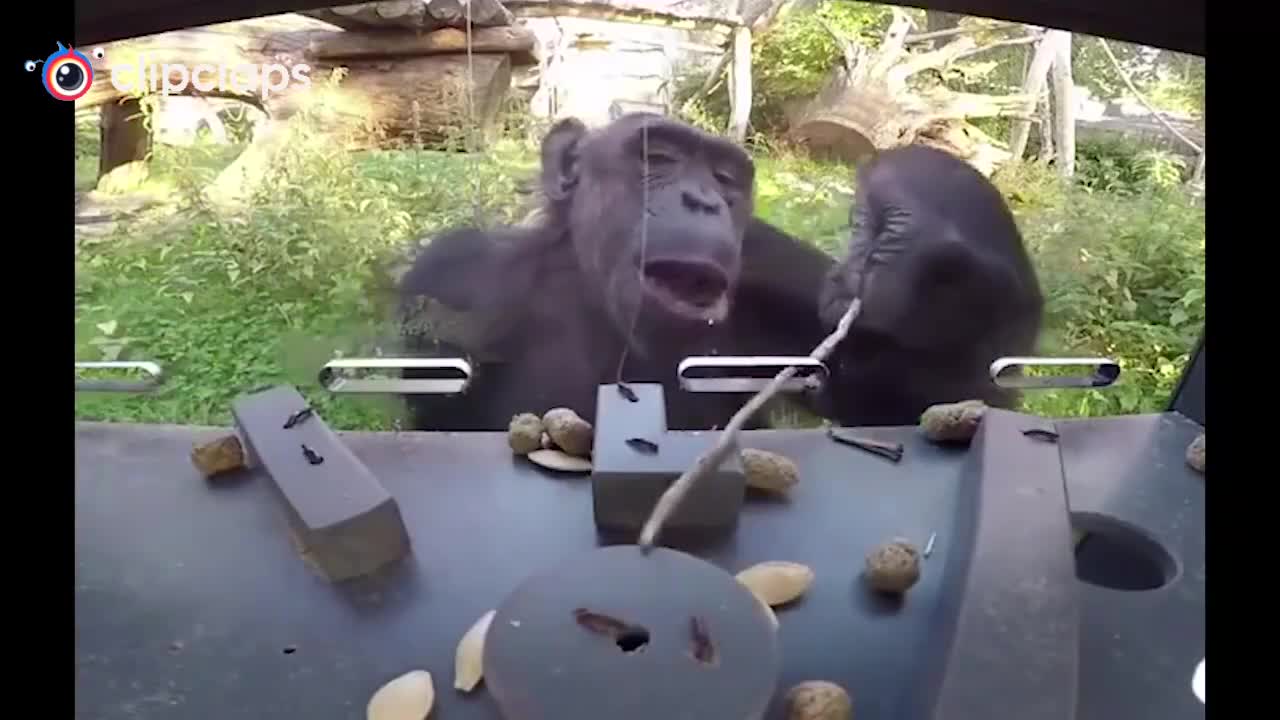 The intelligence of primates