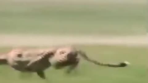 Fastest animal