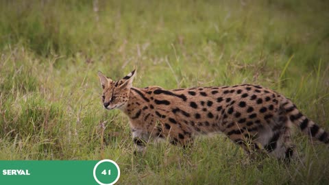 Top 50 African Animals: Planet Zoo's Animal Speculation Extravaganza! 🌍🦓🦁