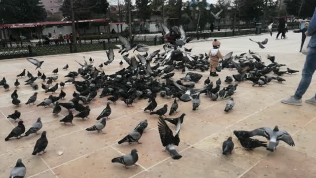 Pigeons 1