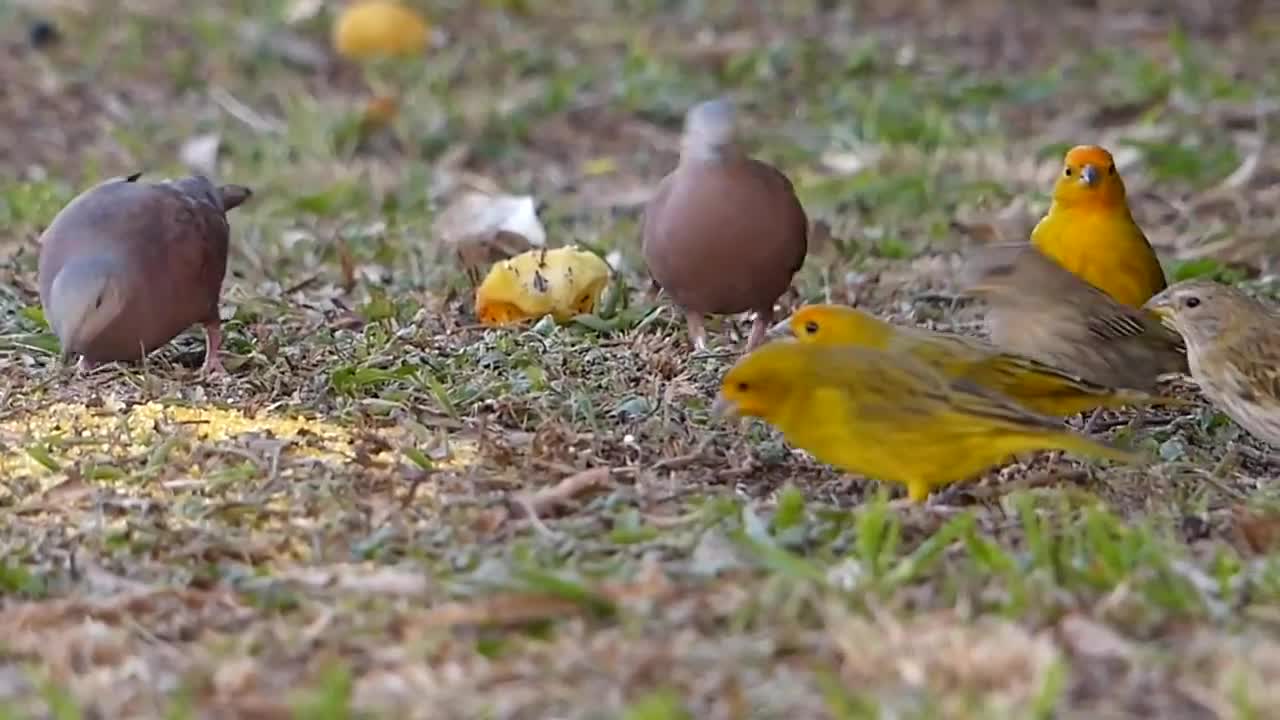 Animais da Fazenda