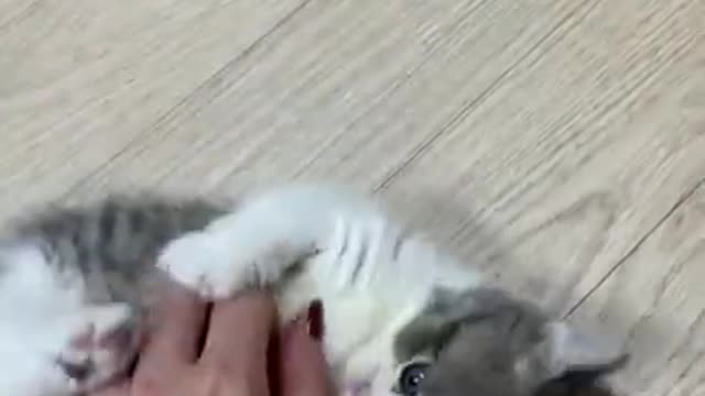 baby cat playing looking so cute |#babycat| #catslover