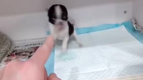 Cachorrinho brincalhão