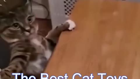Naughty Cats Behaviours That Lessen Our Stress.