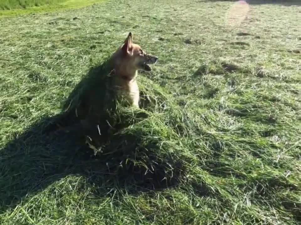 Dog Training video | Funny Dog Video - Dog Love Dogs Videos Try Not To Laugh I Most Effective Dog